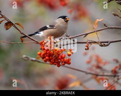 Bullfink, Pyrrhula pyrrhula, Einzelweibchen, das in Rowan Tree, Wales, November 2022 ernährt wird Stockfoto
