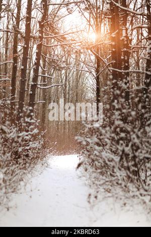 Schöne verschneite Winterlandschaft Panorama mit Wald und Sonne. Winter Sonnenuntergang im Wald Panoramablick. Die Sonne scheint durch schneebedeckte Bäume Stockfoto
