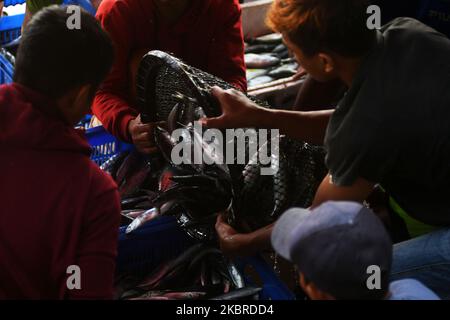 Fischer sammeln ihre Fänge am 20. Juni zum Weiterverkauf auf dem Markt im Hafen von Fish, Donggala Regency, Central Sulawesi Province, Indonesien, ein. 2020. Die Aktivitäten der Fischer in der Region begannen normal zu laufen, nachdem die Regierung die Aktivitäten der Gemeinden in verschiedenen Sektoren gelockert hatte, obwohl die Corona-Virus-Pandemie (COVID-19) noch nicht beendet war (Foto: Mohamad Hamzah/NurPhoto) Stockfoto