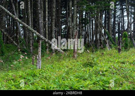 Küstenwald mit Windbreak und Zwergbambus-Unterholz an der Pazifikküste, Kuril-Inseln Stockfoto