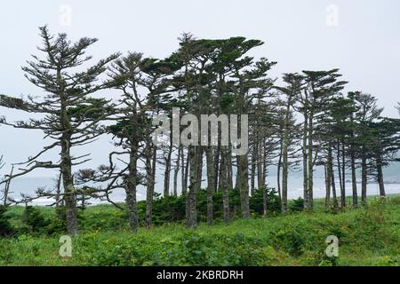 Küstenkiefernwald mit Zwergbambus-Unterholz an der Pazifikküste, Kuril-Inseln Stockfoto