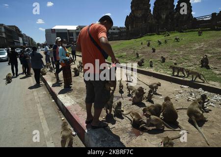 Ein Mann füttert Futteraffen auf einer Straße in der Provinz Lopburi, Thailand, 21. Juni 2020. Thailändische Tierärzte und Vertreter der Tierwelt des Department of National Parks, Wildlife and Plant Conservation haben eine Operation gestartet, um Hunderte von Affen für ein Sterilisationsprogramm zu fangen, das darauf abzielt, die Population von Affen zu kontrollieren, die die Bewohner belästigen, Wie einige berichteten Schäden an ihren Häusern und Vermögenswerten sowie Angst vor Krankheiten im Monkey Hospital in der Provinz Lopburi, Thailand. (Foto von Anusak Laowias/NurPhoto) Stockfoto