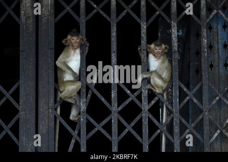 Ein Affe auf einer Straße am Phra Prang Sam Yot Tempel, Provinz Lopburi, Thailand, 21. Juni 2020. Thailändische Tierärzte und Vertreter der Tierwelt des Department of National Parks, Wildlife and Plant Conservation haben eine Operation gestartet, um Hunderte von Affen für ein Sterilisationsprogramm zu fangen, das darauf abzielt, die Population von Affen zu kontrollieren, die die Bewohner belästigen, Wie einige berichteten Schäden an ihren Häusern und Vermögenswerten sowie Angst vor Krankheiten im Monkey Hospital in der Provinz Lopburi, Thailand. (Foto von Anusak Laowias/NurPhoto) Stockfoto