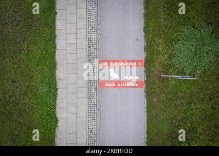 Am 21. Juni 2020 ist in Warschau, Polen, ein Schild zu sehen, das die eisigen Radfahrer vor dem Überqueren wilder Enten warnt. Die Verwaltung der Stadtstraßen von Warschau (ZDM) hat Schilder auf Fahrradwegen gemalt, um Radfahrer vor dem Überqueren von Merganser, Wirld Enten zu warnen. Zwischen März und Mai machen wilde Enten die gefährliche Überquerung gegenüber der geschäftigen Czerniakowski Straße von ihrem Teich zur Weichsel. (Foto von Jaap Arriens/NurPhoto) Stockfoto