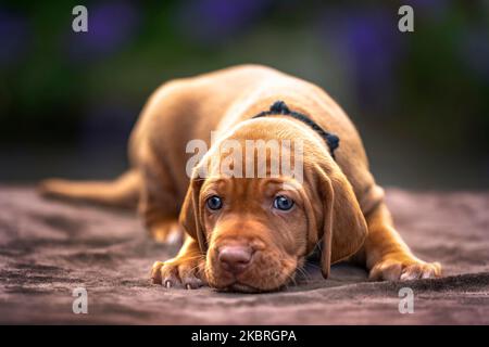 Vier Wochen alter Sprizsla Welpe - Kreuzung zwischen Vizsla und Springer Spaniel. Dieser Welpe ist braun in der Farbe und Blick auf die Kamera, legt sich alles Stockfoto