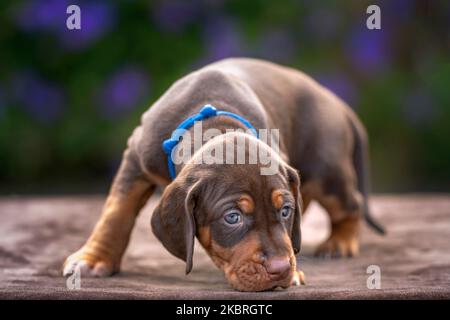 Vier Wochen alter Sprizsla Welpe - Kreuzung zwischen Vizsla und Springer Spaniel. Dieser Welpe ist braun gefärbt und sieht leicht von der Kamera entfernt aus Stockfoto