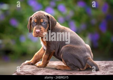 Vier Wochen alter Sprizsla Welpe - Kreuzung zwischen Vizsla und Springer Spaniel. Dieser Welpe ist braun in der Farbe und schaut auf die Kamera trägt eine dunkle Stockfoto