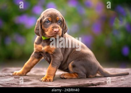 Vier Wochen alter Sprizsla Welpe - Kreuzung zwischen Vizsla und Springer Spaniel. Dieser Welpe ist braun und braun in der Farbe und schaut weg von der Kamera Stockfoto