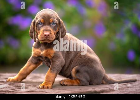 Vier Wochen alter Sprizsla Welpe - Kreuzung zwischen Vizsla und Springer Spaniel. Dieser Welpe ist braun und braun in der Farbe und Blick auf die Kamera mit einem Stockfoto