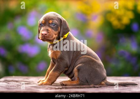 Vier Wochen alter Sprizsla Welpe - Kreuzung zwischen Vizsla und Springer Spaniel. Dieser Welpe ist braun und braun in der Farbe und schaut weg von der Kamera Stockfoto