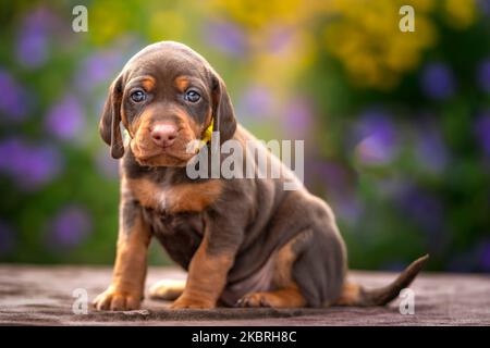 Vier Wochen alter Sprizsla Welpe - Kreuzung zwischen Vizsla und Springer Spaniel. Dieser Welpe ist braun und braun in der Farbe und Blick auf die Kamera mit einem Stockfoto