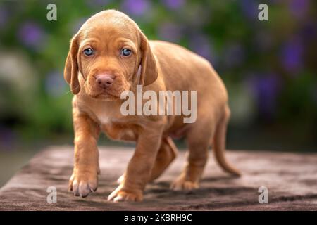 Vier Wochen alter Sprizsla Welpe - Kreuzung zwischen Vizsla und Springer Spaniel. Dieser Welpe ist hell in Farbe und geht in Richtung der Kamera mit Stockfoto