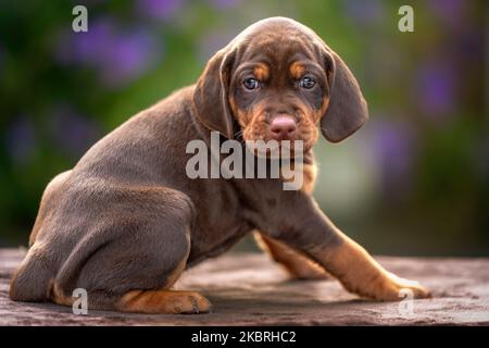 Vier Wochen alter Sprizsla Welpe - Kreuzung zwischen Vizsla und Springer Spaniel. Dieser Welpe ist braun und braun in der Farbe und beginnt zu stehen und ist w Stockfoto