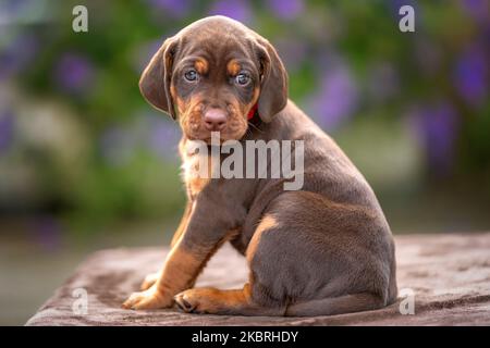 Vier Wochen alter Sprizsla Welpe - Kreuzung zwischen Vizsla und Springer Spaniel. Dieser Welpe ist braun und braun in der Farbe und Blick auf die Kamera und ist Stockfoto