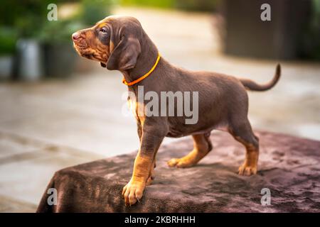 Vier Wochen alter Sprizsla Welpe - Kreuzung zwischen Vizsla und Springer Spaniel. Dieser Welpe ist braun und braun in der Farbe und schaut weg von der Kamera, Stockfoto