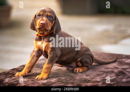 Vier Wochen alter Sprizsla Welpe - Kreuzung zwischen Vizsla und Springer Spaniel. Dieser Welpe ist braun und braun in der Farbe und Blick auf die Kamera und ist Stockfoto