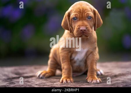 Vier Wochen alter Sprizsla Welpe - Kreuzung zwischen Vizsla und Springer Spaniel. Dieser Welpe ist hell fawn in Farbe und Blick auf die Kamera und hat eine Stockfoto