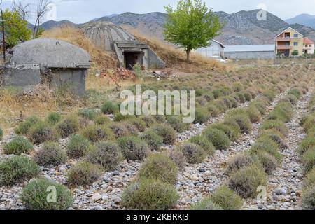 Albanien, Shkodra, Zucht von Kräuter- und Heilpflanzen, Lavendel und alten Bunker von Enver Hoxha kommunistischen Zeit, Landwirt, heute als store/ALBANIEN, Shkodra, Anbau von Heil- und Gewuerzpflanzen, Lavendel Feld und alte Bunker aus der kommunistischen Zeit von Enver Hoxha, Bauern nutzen sterben Betonbunker heute als Lager etc. Stockfoto