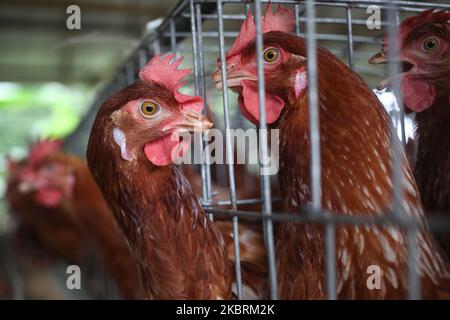 Hühner schauen am Freitag, den 26. Juni 2020, aus einem Käfig auf einer Geflügelfarm in Magura, Bangladesch. (Foto von Syed Mahamudur Rahman/NurPhoto) Stockfoto