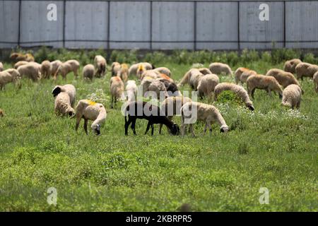 Schafe fressen Gras auf einem Feld an einem heißen Sommertag in Sopore, der Stadt des Distrikts Baramulla, Jammu und Kaschmir, Indien, am 28. Juni 2020 (Foto von Nasir Kachroo/NurPhoto) Stockfoto