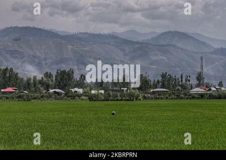 Eine kaschmirische Frau arbeitet an einem heißen Sommertag in Sopore, der Stadt District Baramulla, Jammu und Kashmir, Indien, am 28. Juni 2020 in den Reisfeldern (Foto: Nasir Kachroo/NurPhoto) Stockfoto