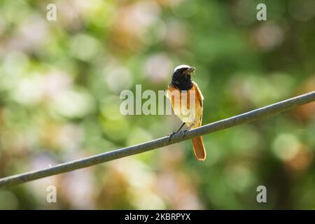 Männlicher RotStart, Phoenicurus phoenicurus, der während der Brutzeit im estnischen Garten in Nordeuropa an einer Stromleitung steht. Stockfoto