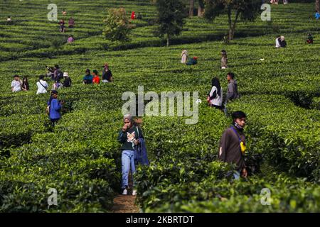 Indonesier, die bei einem Teeplantagen-Tourismus in Puncak, Bogor, West Java, Indonesien, 28. Juni, 2020. Nachdem die indonesische Regierung die Beschränkungen für Bewegungen aufgehoben hatte, gab es Bedenken hinsichtlich der Ausbreitung des Coronavirus (COVID-19). (Foto von Adriana Adie/NurPhoto) Stockfoto