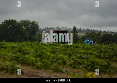 Farmhände, die Gemüse auf einen LKW laden, verstecken sich bei Regenwetter vor Regen. Der Monat Juni endet mit Schauern und Gewittern in der Umgebung von Krakau, und das wechselhafte Wetter wird sich mit Tagestemperaturen zwischen 22 und 28 Grad C fortsetzen, zumindest für die nächste Woche. Am Montag, den 29. Juni 2020, in Krakau, Polen. (Foto von Artur Widak/NurPhoto) Stockfoto