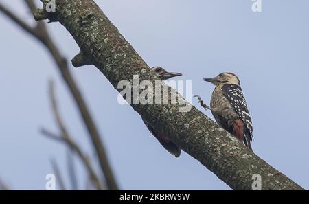 Am 29. Juni 2020 wird auf einem Baum im Dorf am Stadtrand von Kathmandu, Nepal, ein fulvous-reihiger Specht gesehen. Der Fuchspecht ist eine Vogelart aus der Familie der Picidae. Es ist in Nepal, Indien, Bangladesch, Bhutan und Myanmar zu finden. (Foto von Sunil Pradhan/NurPhoto) Stockfoto