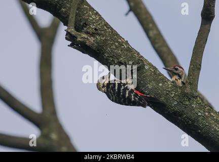 Am 29. Juni 2020 wird auf einem Baum im Dorf am Stadtrand von Kathmandu, Nepal, ein fulvous-reihiger Specht gesehen. Der Fuchspecht ist eine Vogelart aus der Familie der Picidae. Es ist in Nepal, Indien, Bangladesch, Bhutan und Myanmar zu finden. (Foto von Sunil Pradhan/NurPhoto) Stockfoto