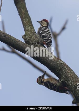 Am 29. Juni 2020 wird auf einem Baum im Dorf am Stadtrand von Kathmandu, Nepal, ein fulvous-reihiger Specht gesehen. Der Fuchspecht ist eine Vogelart aus der Familie der Picidae. Es ist in Nepal, Indien, Bangladesch, Bhutan und Myanmar zu finden. (Foto von Sunil Pradhan/NurPhoto) Stockfoto