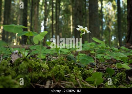 Nahaufnahme eines einblütigen Wintergrün, das in seiner Umgebung in einem borealen Wald in Estland blüht Stockfoto