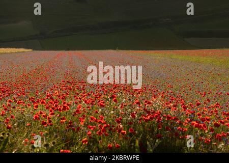 Ein Mohnfeld während der berühmten bunten Blüte in Castelluccio di Norcia (PG) am 29. Juni 2020. Viele Touristen besuchen die Gegend in dieser Zeit trotz covid19 Pandemie (Foto: Lorenzo Di Cola/NurPhoto) Stockfoto