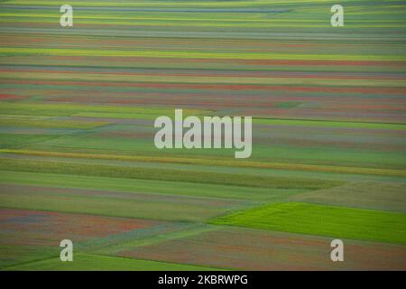 Berühmte bunte Blüte in Castelluccio di Norcia (PG) am 29. Juni 2020. Viele Touristen besuchen die Gegend in dieser Zeit trotz covid19 Pandemie (Foto: Lorenzo Di Cola/NurPhoto) Stockfoto