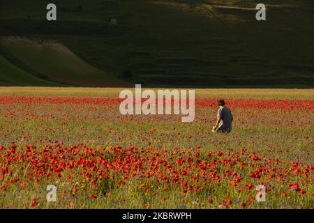 Berühmte bunte Blüte in Castelluccio di Norcia (PG) am 30. Juni 2020. Viele Touristen besuchen die Gegend in dieser Zeit trotz covid19 Pandemie (Foto: Lorenzo Di Cola/NurPhoto) Stockfoto