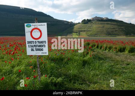 Ein Verbotsschild, um während der berühmten bunten Blüte in Castelluccio di Norcia (PG) am 29. Juni 2020 auf die Blüte zu treten. Viele Touristen besuchen die Gegend in dieser Zeit trotz covid19 Pandemie (Foto: Lorenzo Di Cola/NurPhoto) Stockfoto