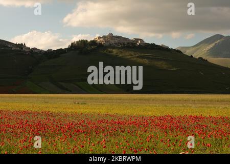 Berühmte bunte Blüte in Castelluccio di Norcia (PG) am 29. Juni 2020. Viele Touristen besuchen die Gegend in dieser Zeit trotz covid19 Pandemie (Foto: Lorenzo Di Cola/NurPhoto) Stockfoto