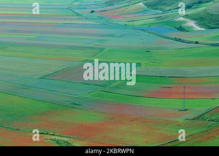 Berühmte bunte Blüte in Castelluccio di Norcia (PG) am 29. Juni 2020. Viele Touristen besuchen die Gegend in dieser Zeit trotz covid19 Pandemie (Foto: Lorenzo Di Cola/NurPhoto) Stockfoto