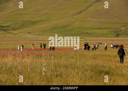 Touristen ohne Covid Masken während der berühmten bunten Blüte in Castelluccio di Norcia (PG) am 29. Juni 2020. Viele Touristen besuchen die Gegend in dieser Zeit trotz covid19 Pandemie (Foto: Lorenzo Di Cola/NurPhoto) Stockfoto