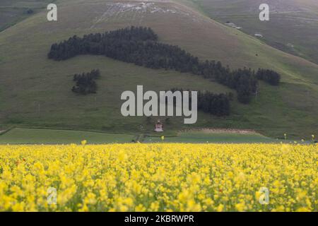 Das Holz in Form von Italien während der berühmten bunten Blüte in Castelluccio di Norcia (PG) am 29. Juni 2020. Viele Touristen besuchen die Gegend in dieser Zeit trotz covid19 Pandemie (Foto: Lorenzo Di Cola/NurPhoto) Stockfoto