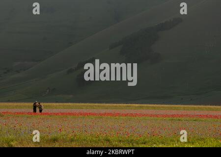 Menschen und Touristen, die während der berühmten bunten Blüte in Castelluccio di Norcia (PG) am 30. Juni 2020 in der Nähe des Waldes in Form von Italien spazieren. Viele Touristen besuchen die Gegend in dieser Zeit trotz covid19 Pandemie (Foto: Lorenzo Di Cola/NurPhoto) Stockfoto