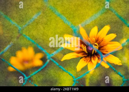 Schöne schwarze Augen Susan Blume in abstrakten Blumenmotiv auf Natur Hintergrund. Rudbeckia hirta. Nahaufnahme der gelb-braunen Blüte hinter grünem Drahtgeflecht. Stockfoto