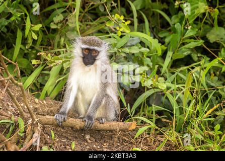 Vervet-Affe, Chlorocebus pygerythrus, ein kleiner schwarzer Primat, der in Ostafrika gefunden wurde. Ein geselliges Truppentier im Queen Elizabeth National Park, Ug Stockfoto