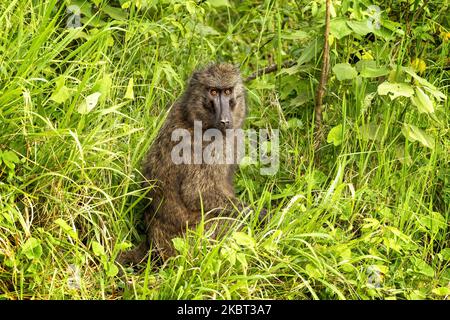 Adulter Olivenpavion, anubis-Pavian, im Queen Elizabeth National Park, Uganda. Dieser alte Weltaffe ist nach der Farbe seines grün-grauen Mantels benannt. Stockfoto