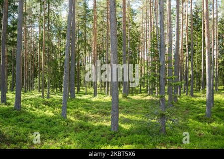 Üppiger und sommerlicher Pinienhain im ländlichen Estland Stockfoto