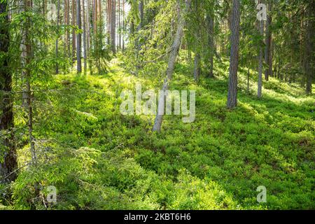 Üppiger und sommerlicher Pinienhain im ländlichen Estland Stockfoto