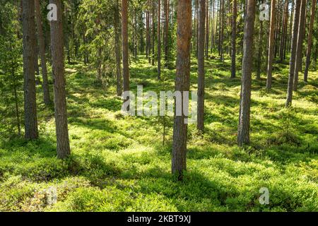 Üppiger und sommerlicher Pinienhain im ländlichen Estland Stockfoto