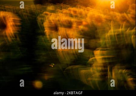 Sonnenblumen werden am 09. Juli 2020 bei Sonnenuntergang in der Nähe des Dorfes Klimentovo, Varna, Bulgarien, gesehen. In diesem Jahr waren die Getreideernte aufgrund der starken Regenfälle im Juni fast ruiniert. Die Sonnenblumen wachsen jedoch im Nordosten Bulgariens, Klimentovo, Bulgarien, am 09. Juli 2020 gesund (Foto: Hristo Rusev/NurPhoto) Stockfoto