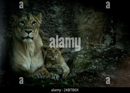 Zwei junge asiatische Löwen (Panthera leo persica), die am 29. April 2020 geboren wurden, spielen neben ihrer Mutter während einer Präsentation für die Presse im Bioparco-Zoo in Rom am 10. Juli 2020 in Rom, Italien. (Foto von Andrea Ronchini/NurPhoto) Stockfoto