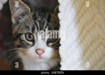 Ein achtwöchiger männlicher Tabby-Hauskatze mit kurzen Haaren, Gesicht und Kopf, die sich hinter einem Stuhl und einem Überwurf ausbreiten Stockfoto